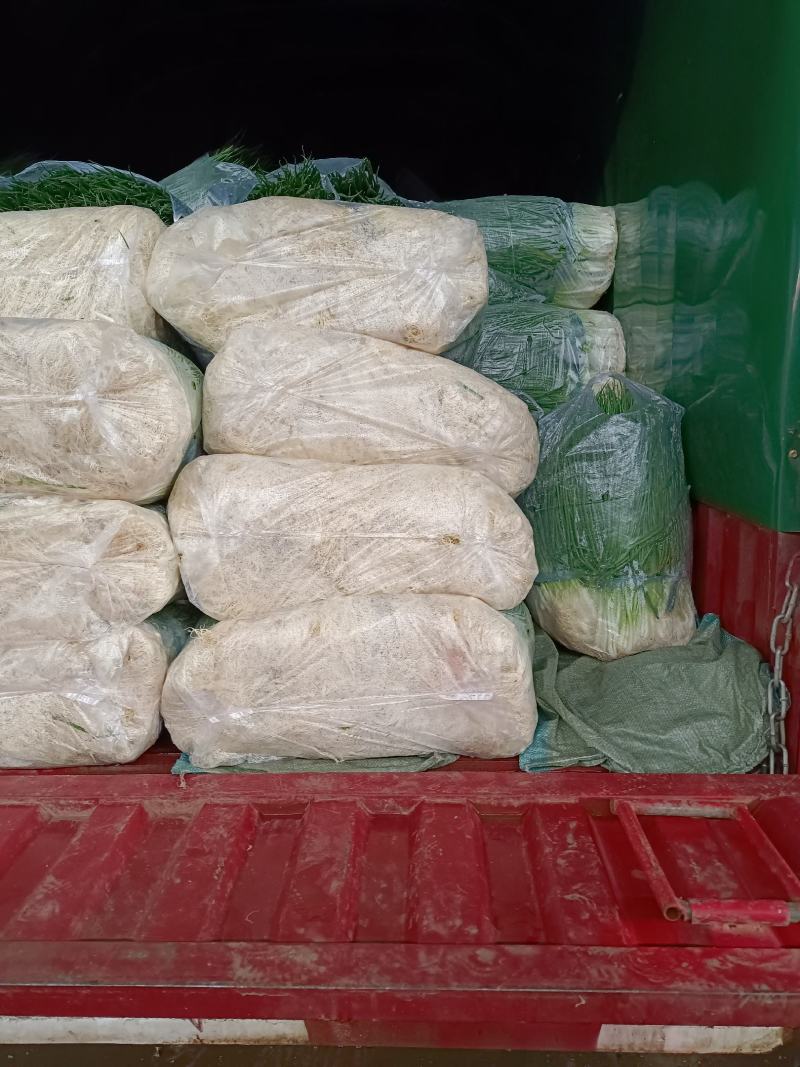 云南高质量四季小香葱