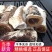 鹿角霜正品中药材鹿角霜批发包邮正宗特级精选鹿角霜个鹿角
