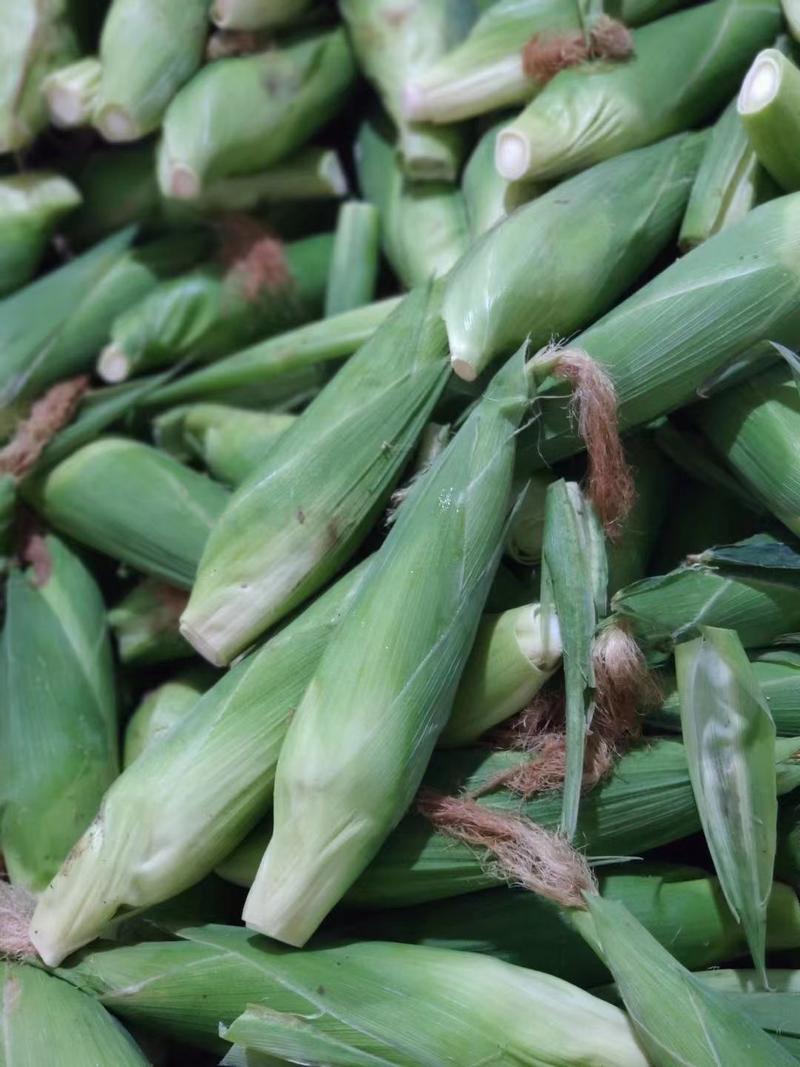 四川精品糯玉米一手货源全渠道供应品质保证