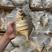 湛江硇洲岛天然海产淡晒金鲳鱼干350-450克一条规格