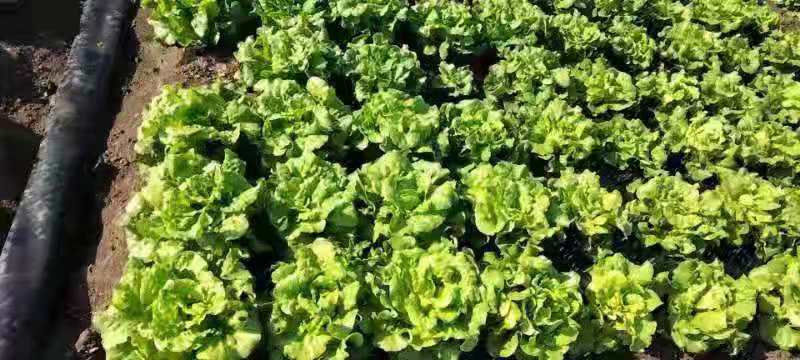 散叶生菜种植场景