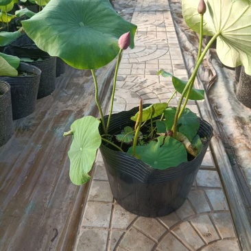 荷花,开花荷花,绿化荷花,水生植物,基地直供