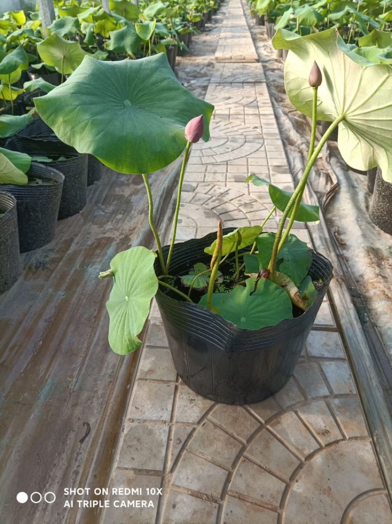 荷花，开花荷花，绿化荷花，水生植物，基地直供