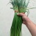 红帽蒜苔长年供应金乡蒜苔及农副产品的储存，加工等业务