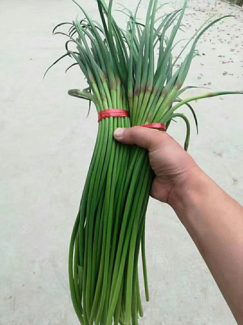 红帽蒜苔长年供应金乡蒜苔及农副产品的储存，加工等业务
