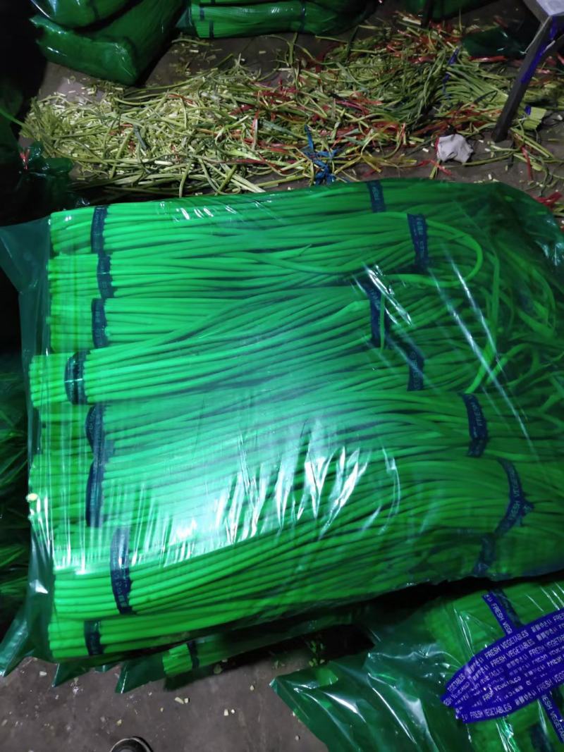 红帽蒜苔长年供应金乡蒜苔及农副产品的储存，加工等业务