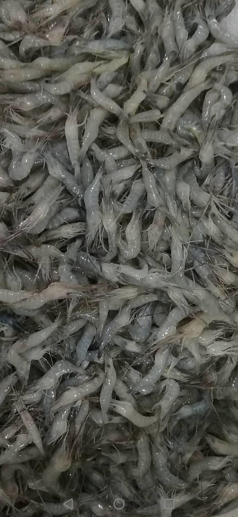 活冻河虾