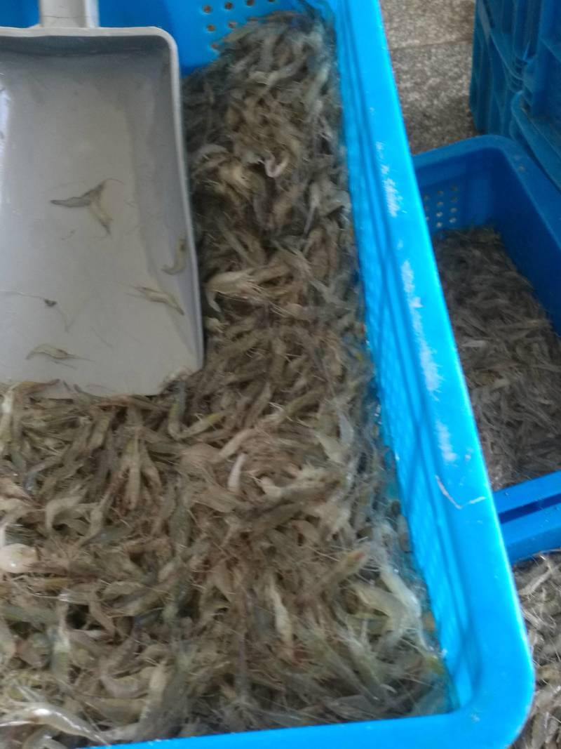 活冻河虾