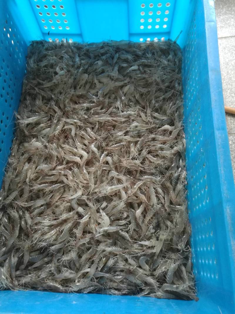 活冻河虾