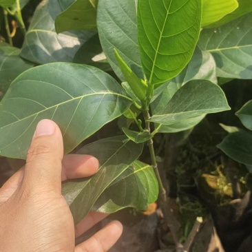 马来西亚一号菠萝蜜苗红肉红丝12号菠萝苗