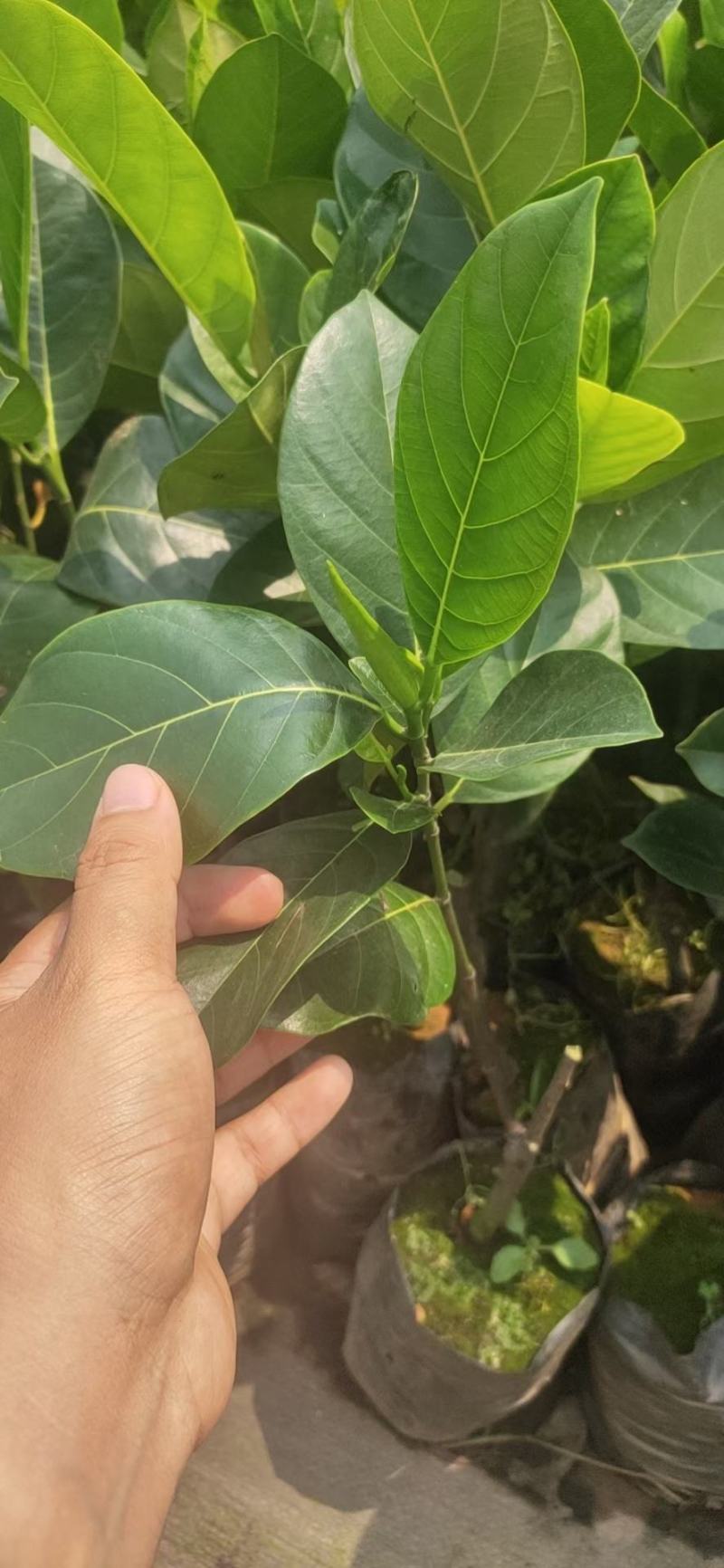 马来西亚一号菠萝蜜苗红肉红丝12号菠萝苗