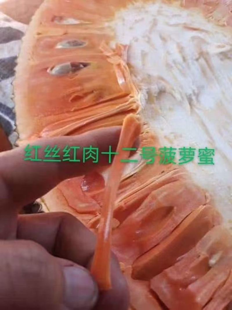 马来西亚一号菠萝蜜苗红肉红丝12号菠萝苗