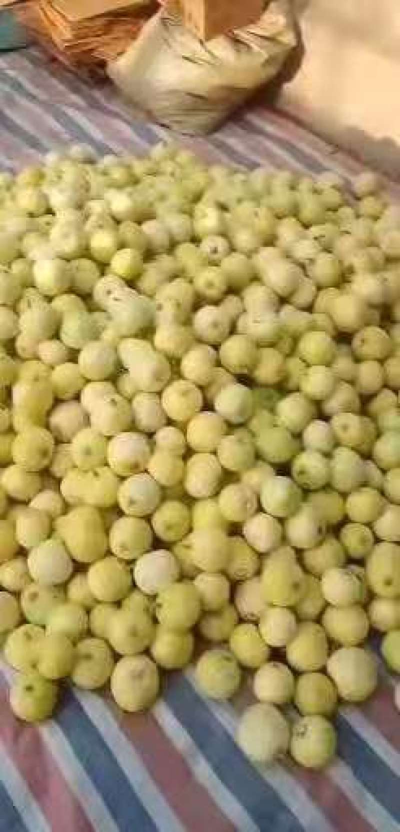 甜瓜，山东费县万亩星甜甜瓜种植基地，现摘现发，基地直供