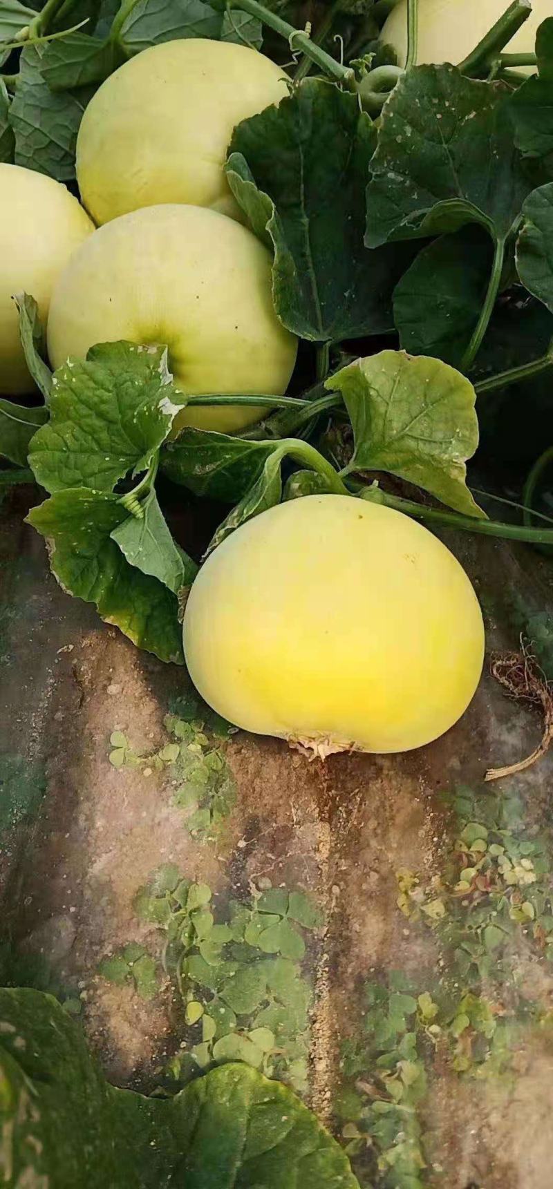 甜瓜，山东费县万亩星甜甜瓜种植基地，现摘现发，基地直供