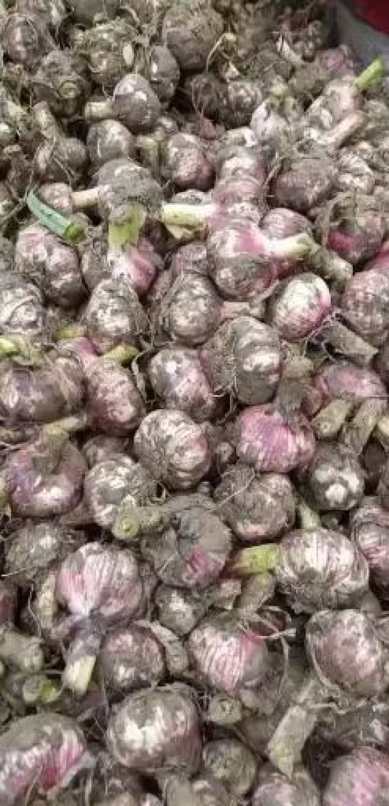 河南开封杞县早熟鲜大蒜上市，紫皮大蒜，成熟度高，量大从优