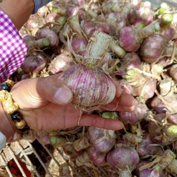 河南开封杞县早熟鲜大蒜上市，紫皮大蒜，成熟度高，量大从优