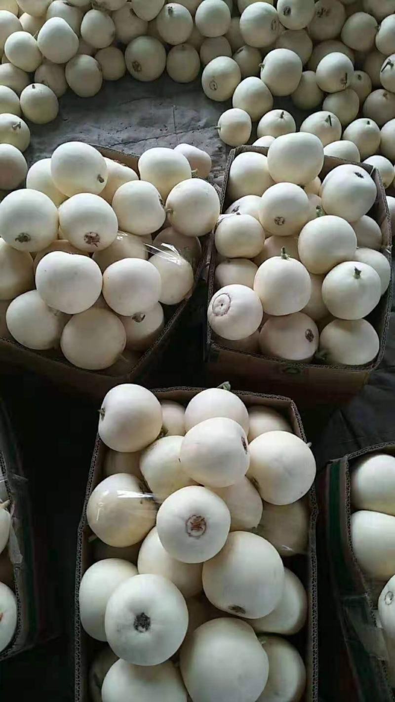 甜瓜，山东费县万亩白雪甜瓜种植基地，现摘现发基地直供，