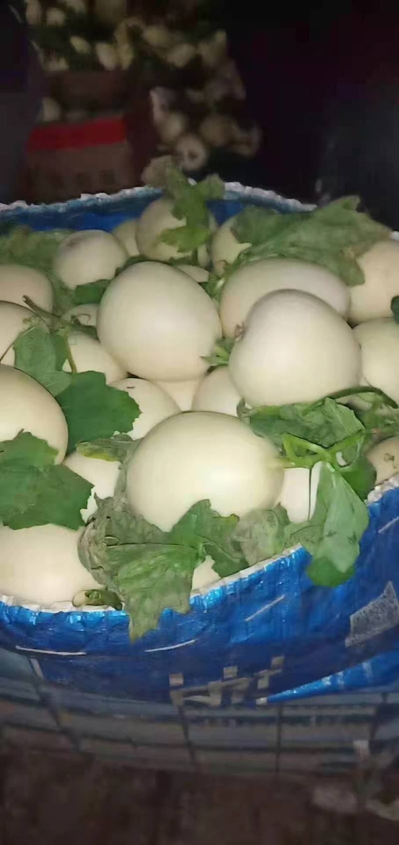 甜瓜，山东费县万亩白雪甜瓜种植基地，现摘现发基地直供，