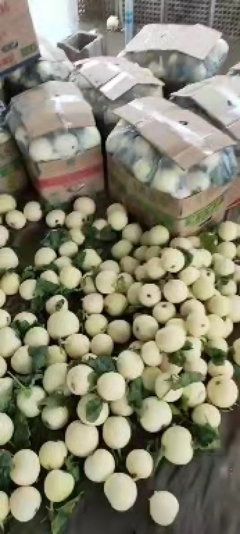 甜瓜，山东费县万亩白雪甜瓜种植基地，现摘现发基地直供，