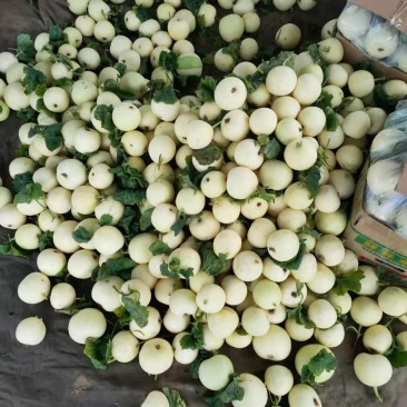 甜瓜,山东费县万亩白雪甜瓜种植基地,现摘现发基地直供,