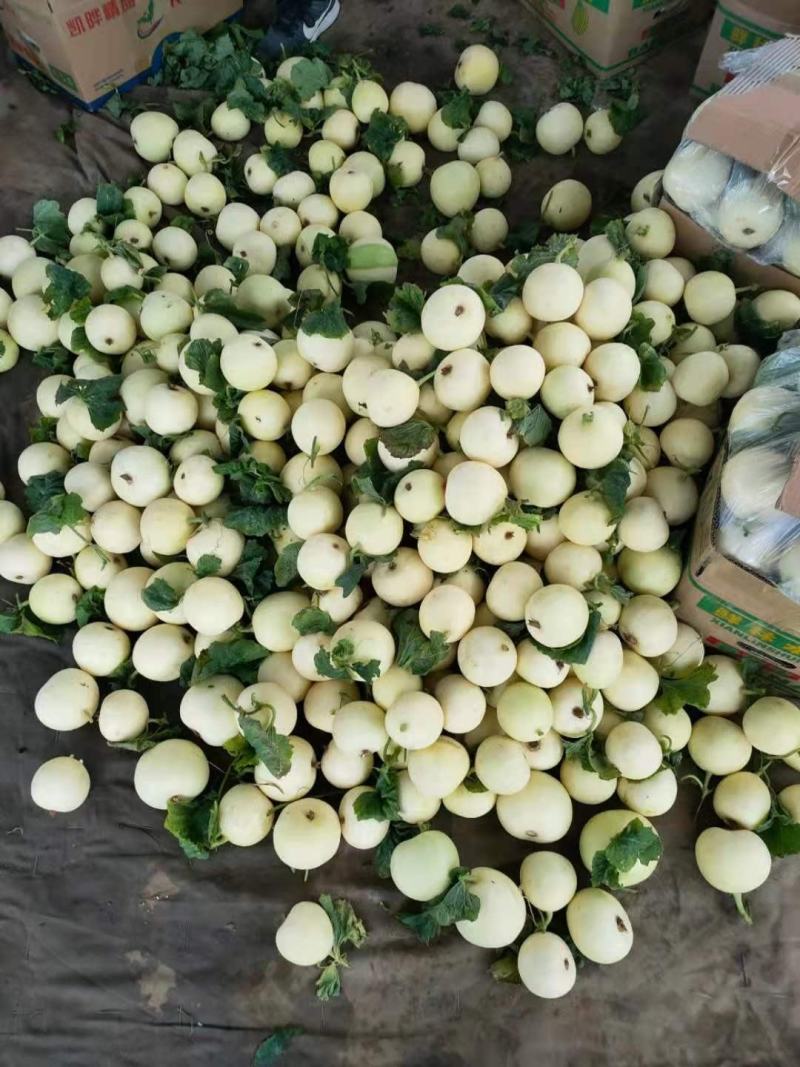 甜瓜，山东费县万亩白雪甜瓜种植基地，现摘现发基地直供，