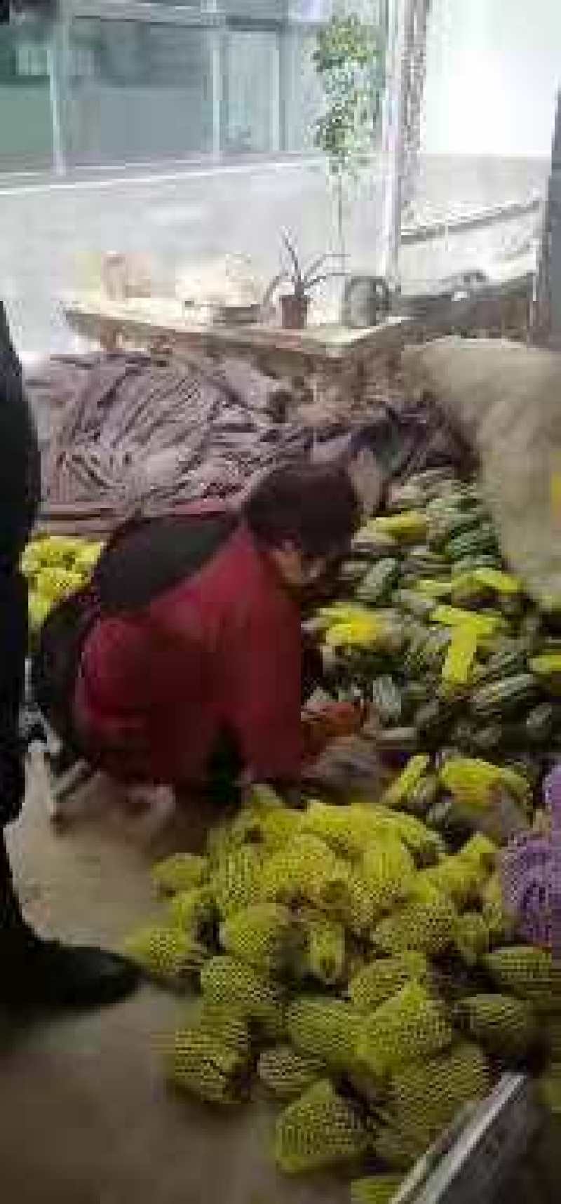 甜瓜，山东费县万亩博洋甜瓜种植基地现摘现发基地直供