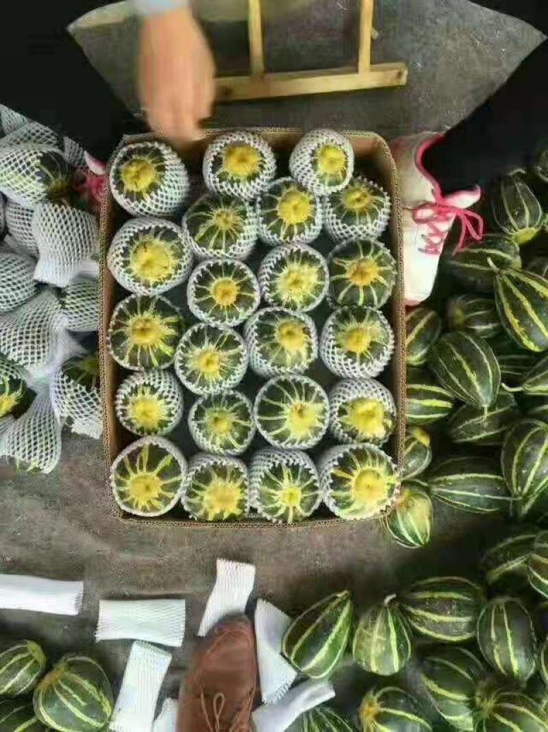 甜瓜，山东费县万亩博洋甜瓜种植基地现摘现发基地直供