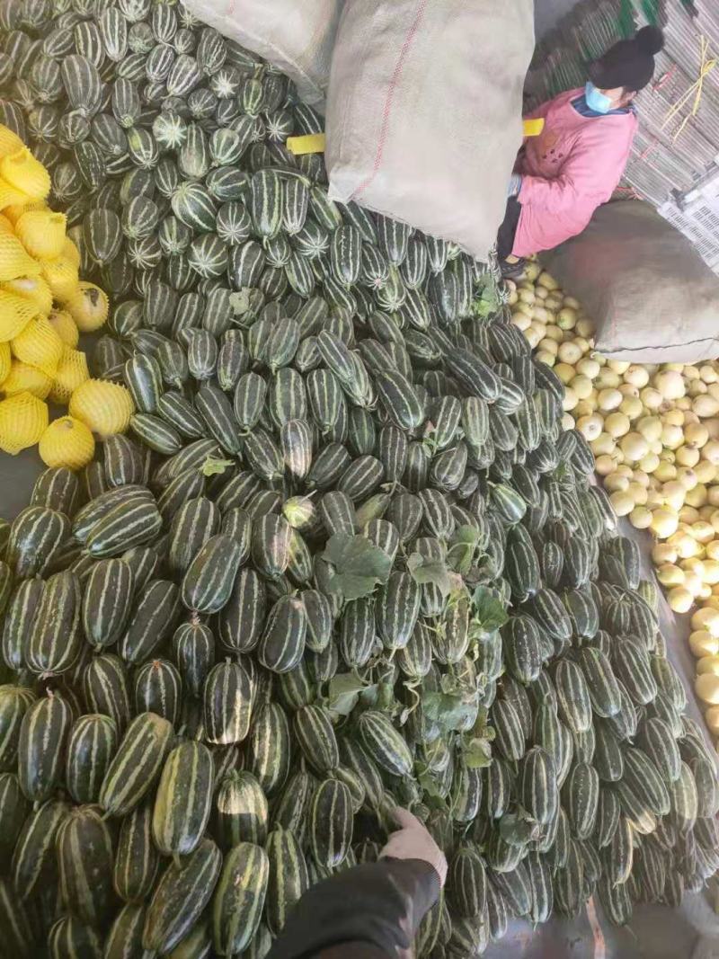 甜瓜，山东费县万亩博洋甜瓜种植基地现摘现发基地直供