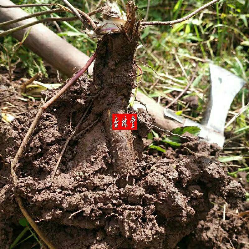 野生中药材虎掌草见风青狗脚迹包邮