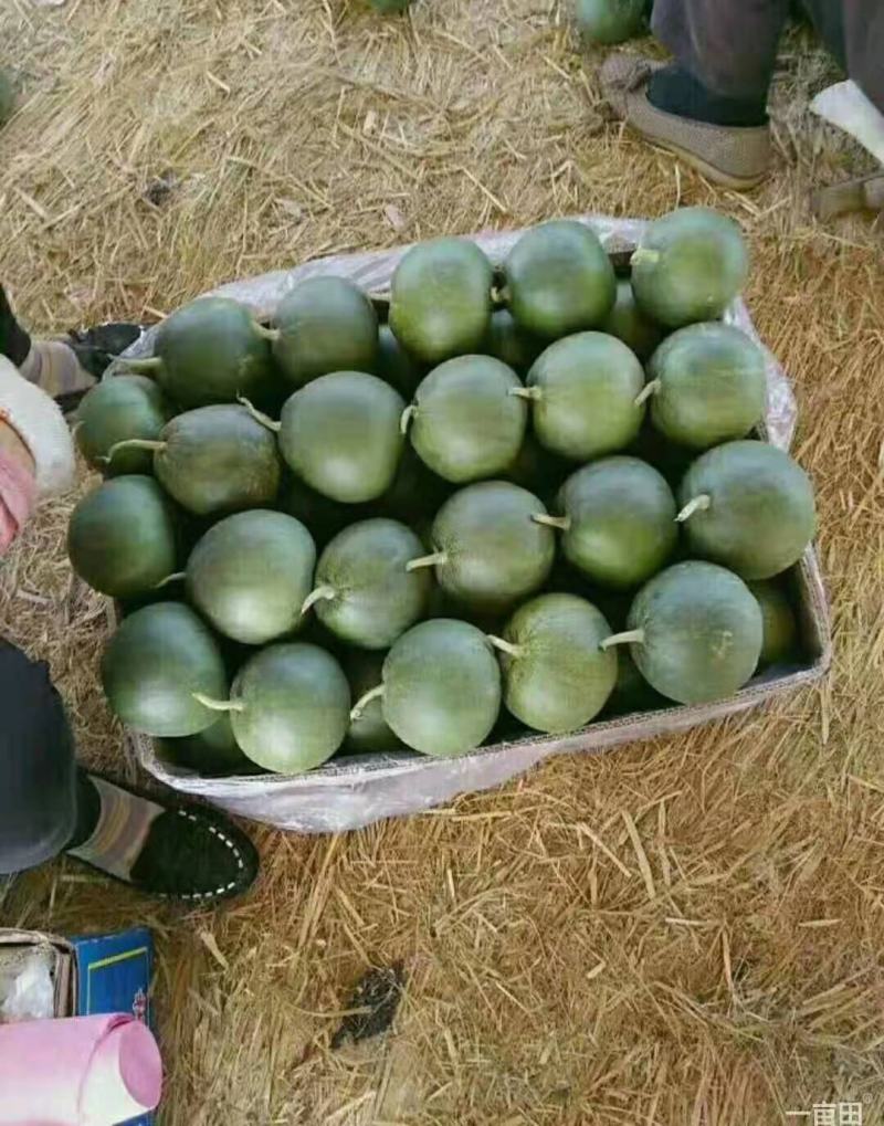 甜瓜，山东费县万亩绿宝甜瓜种植基地现摘现发基地直供