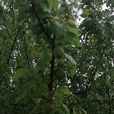 金太阳杏