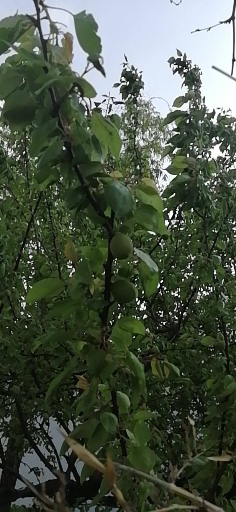 金太阳杏