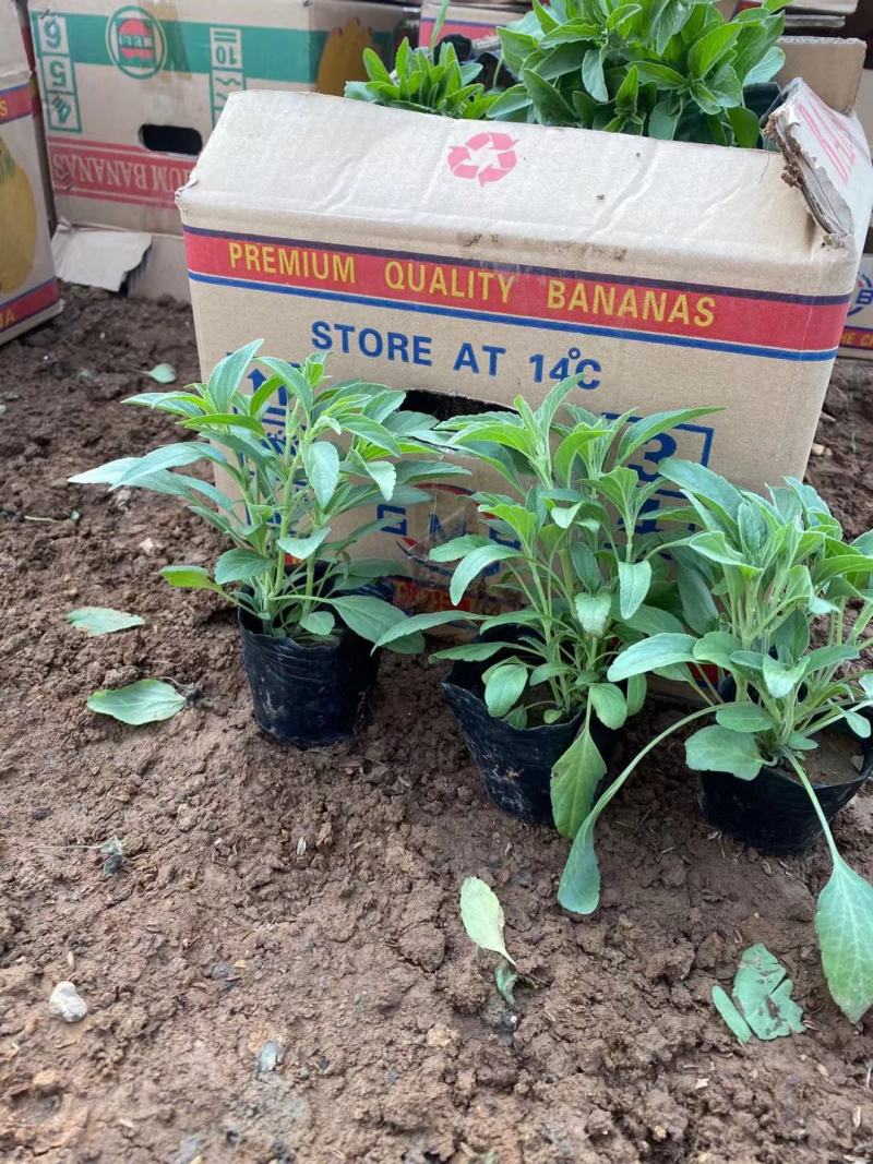 精品草花鼠尾草，基地直发直销，欢迎各位老板致电洽谈！