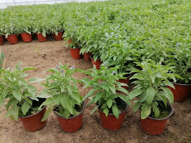 精品草花鼠尾草，基地直发直销，欢迎各位老板致电洽谈！