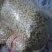 蒜米蒜仔蒜蓉蒜酱蒜泥蒜丁不泡水