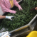 海南基地直销黄秋葵，水果秋葵，自种自销。全国大量批发
