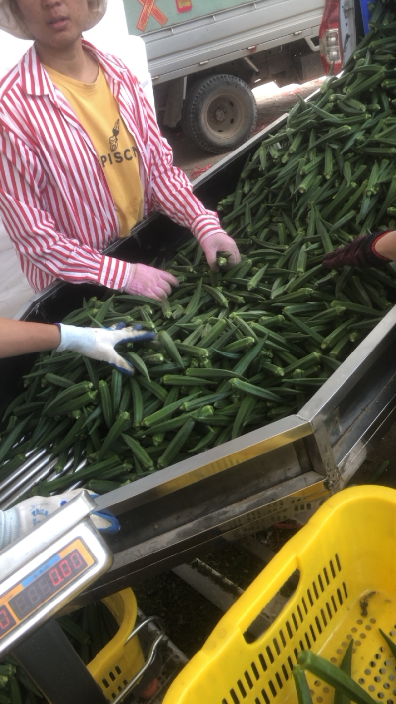海南基地直销黄秋葵，水果秋葵，自种自销。全国大量批发
