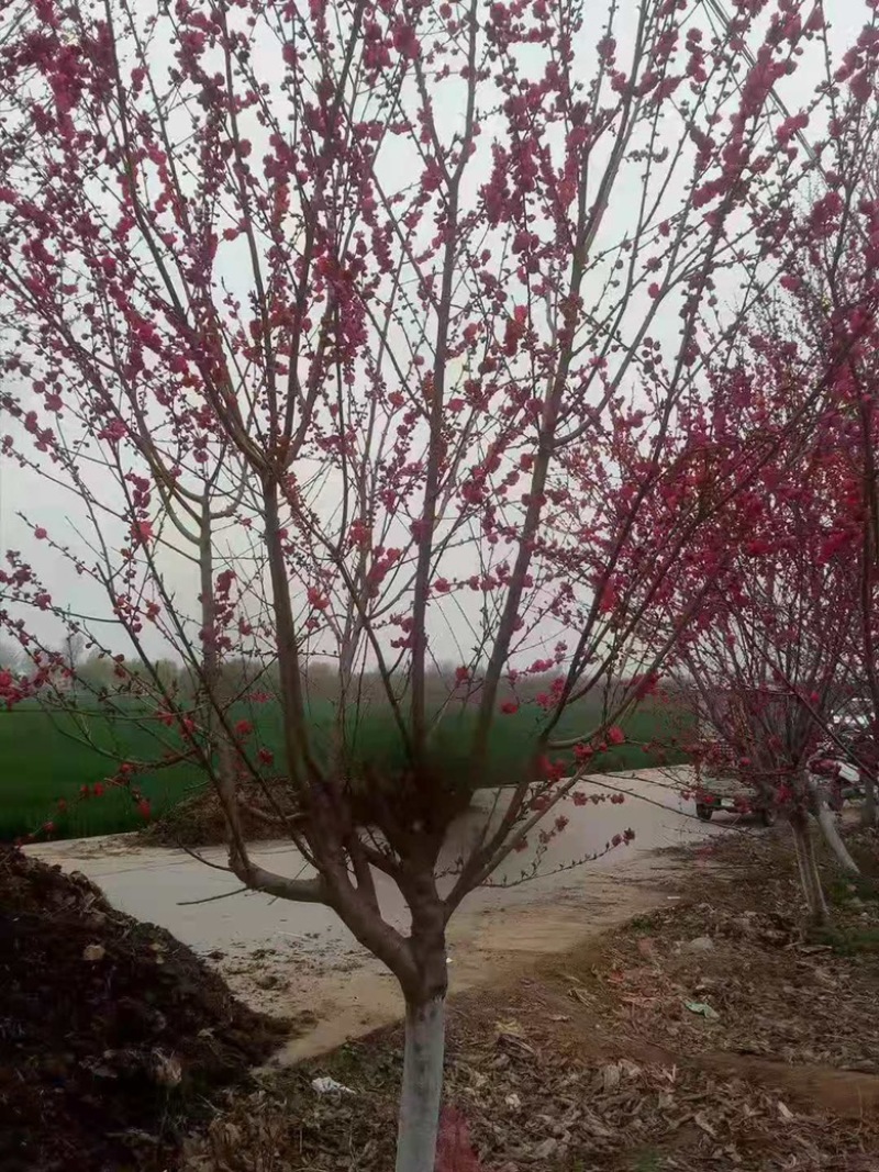 红叶碧桃，8-12有量，基地直供，需要的联系。