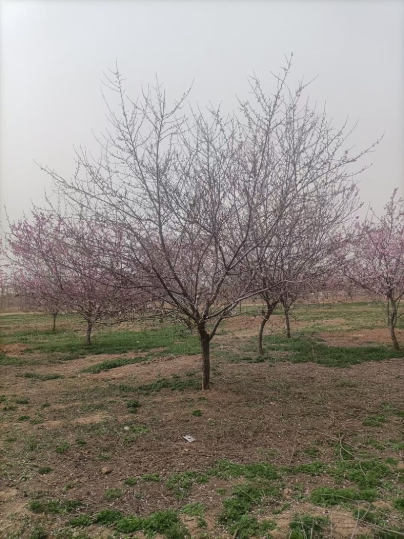 红叶碧桃，8-12有量，基地直供，需要的联系。