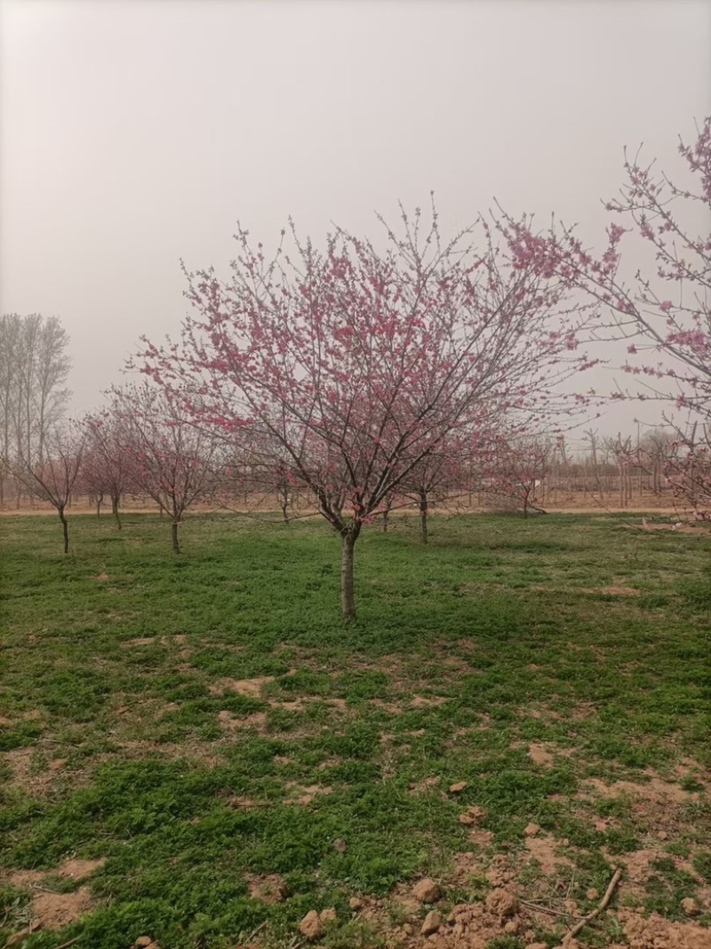 红叶碧桃，8-12有量，基地直供，需要的联系。