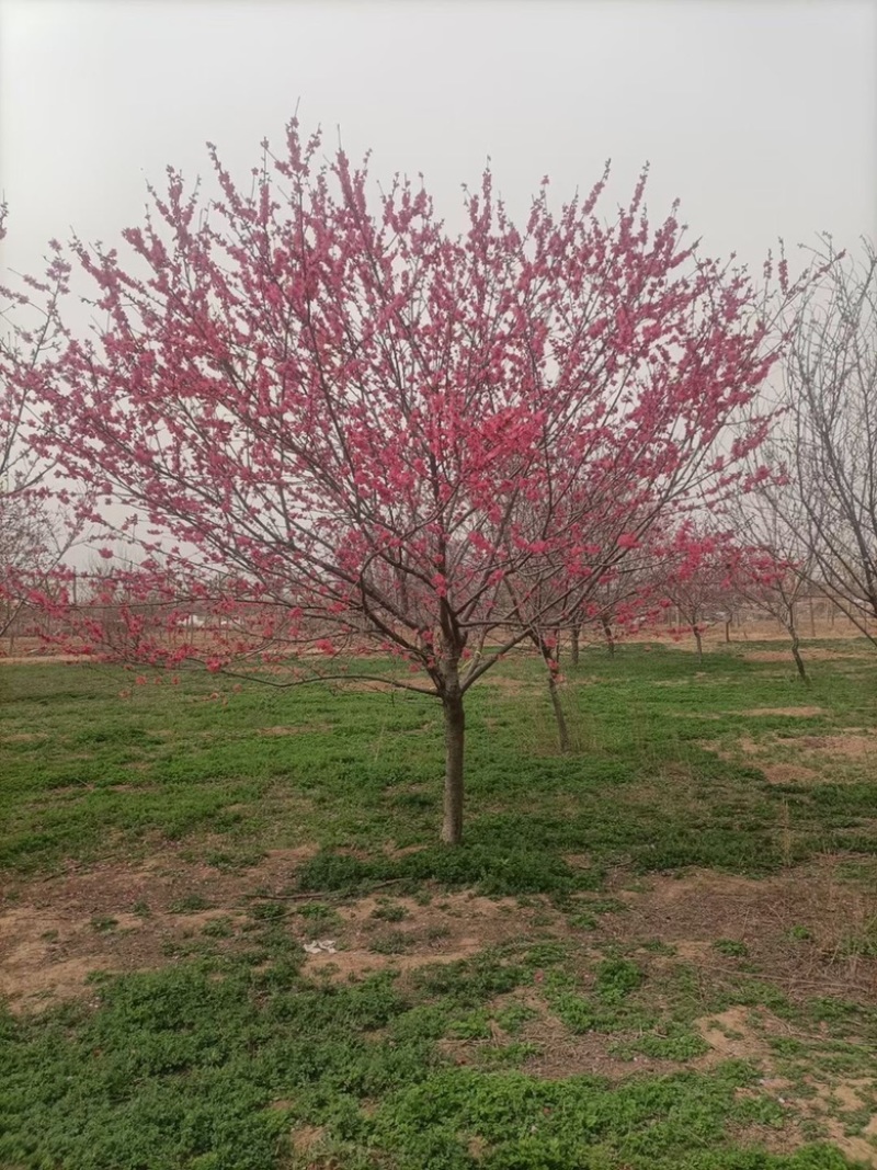 红叶碧桃，8-12有量，基地直供，需要的联系。