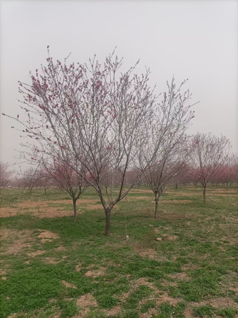 红叶碧桃，8-12有量，基地直供，需要的联系。