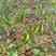 樱桃砧木苗山楂种苗高10厘米左右根系发达易成活