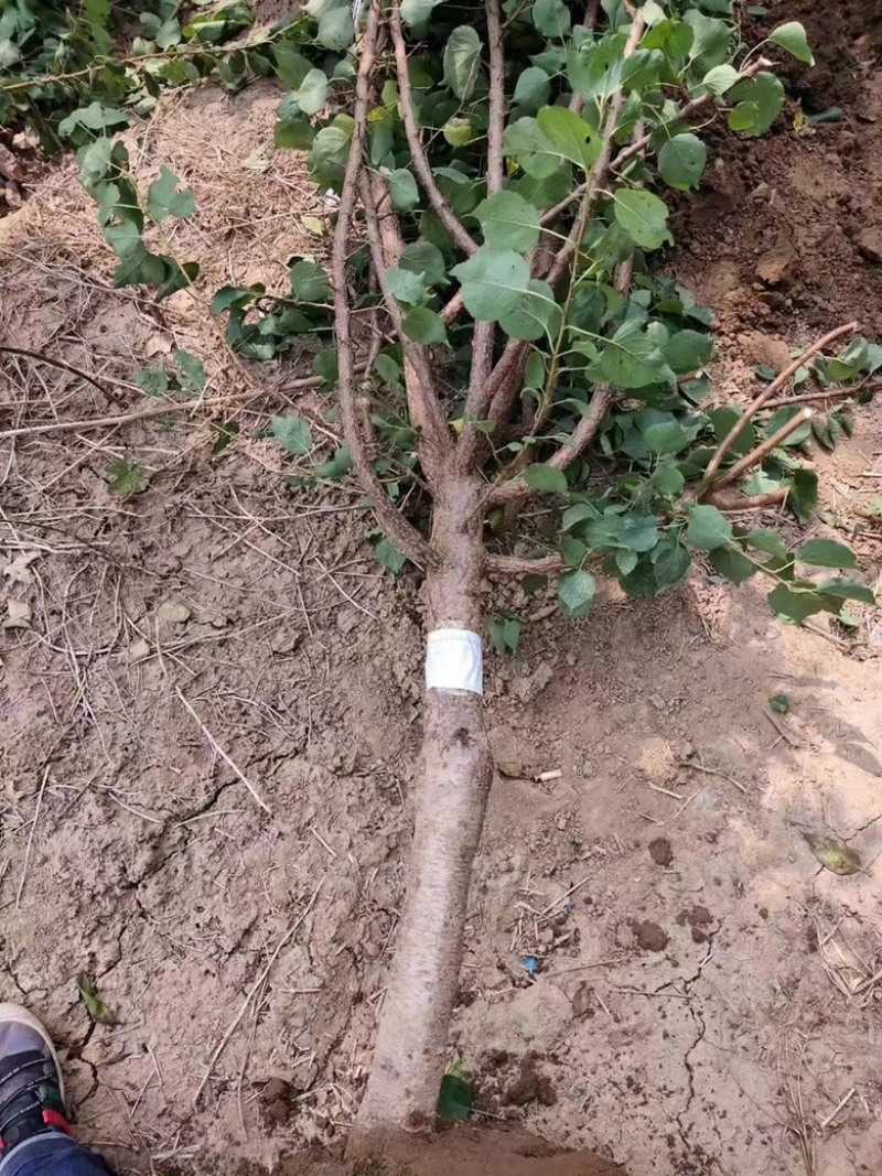 基地直发，杏树小苗，品种有，凯特，珍珠杏，金太阳。