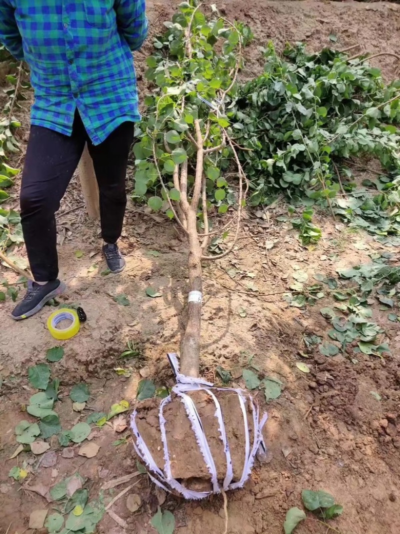 基地直发，杏树小苗，品种有，凯特，珍珠杏，金太阳。