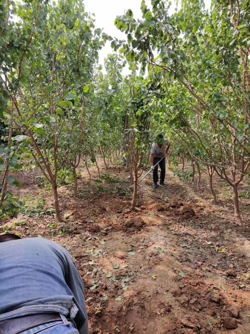 基地直发，杏树小苗，品种有，凯特，珍珠杏，金太阳。