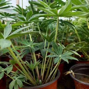 精品羽扇豆鲁冰花，基地直发直销，欢迎各位老板致电洽谈！