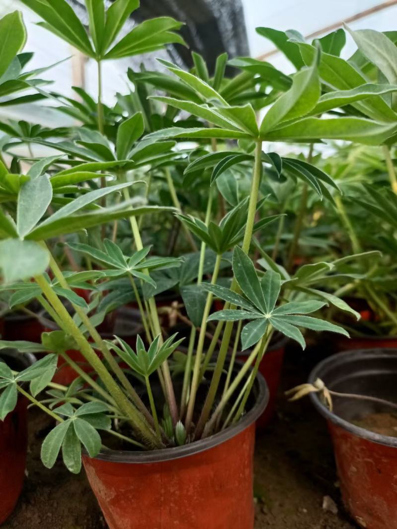 精品羽扇豆鲁冰花，基地直发直销，欢迎各位老板致电洽谈！