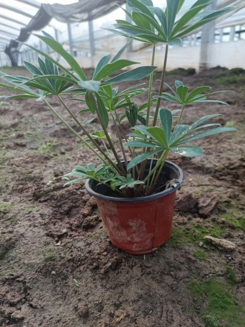 精品羽扇豆鲁冰花，基地直发直销，欢迎各位老板致电洽谈！