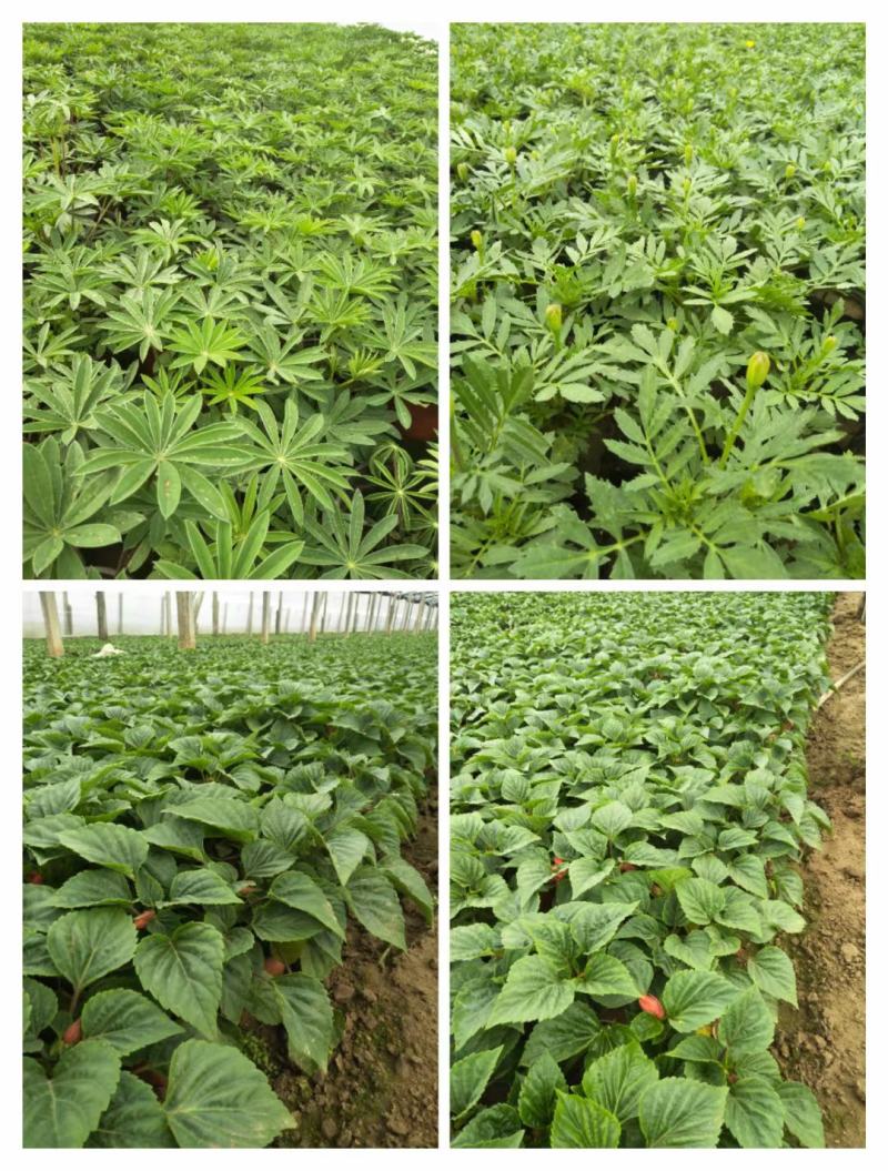 精品羽扇豆鲁冰花，基地直发直销，欢迎各位老板致电洽谈！